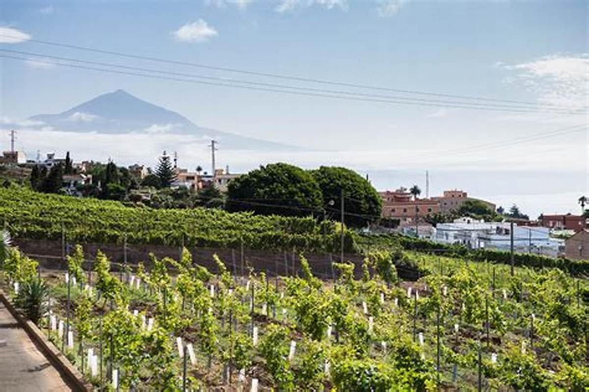 Finca Rural House Tenerife Relax And Enjoy Santa Úrsula Esterno foto